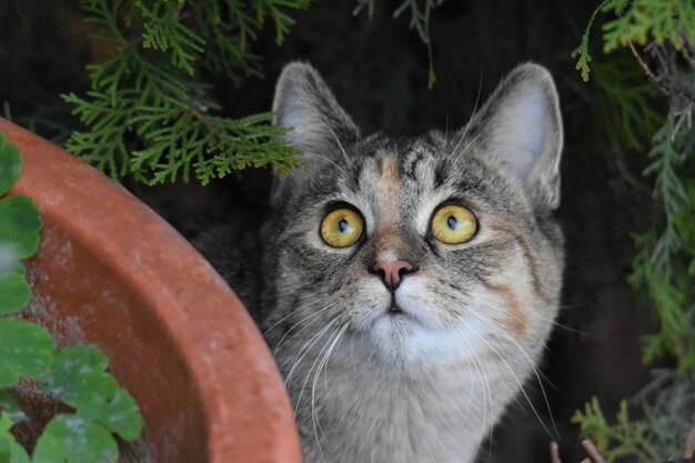 Photo close-up of cat