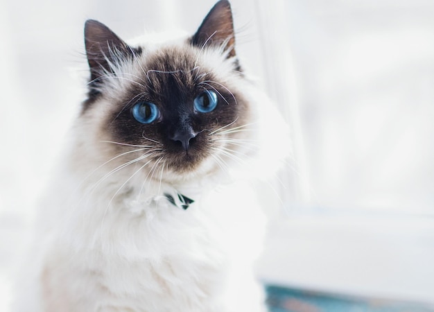 Близкий план кошки