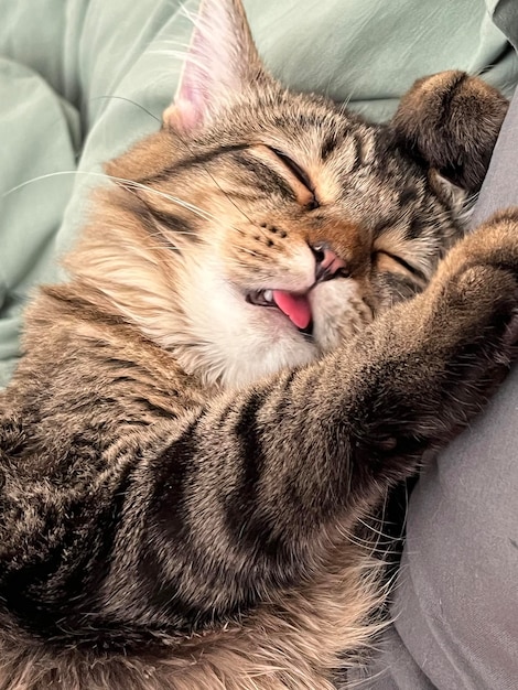 Close-up of cat