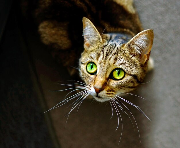 Foto prossimo piano del gatto