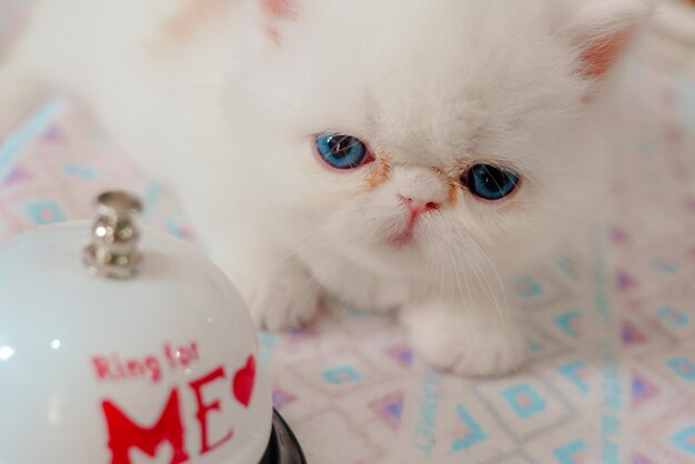 Photo close-up of a cat