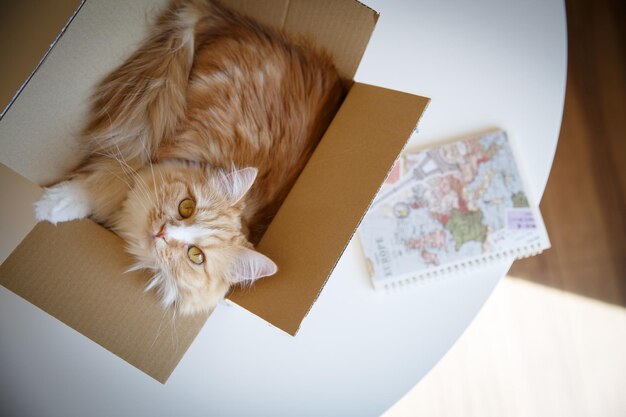 Foto prossimo piano di un gatto