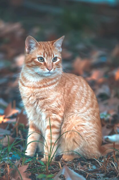 Foto prossimo piano di un gatto