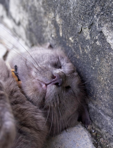 猫のクローズアップ