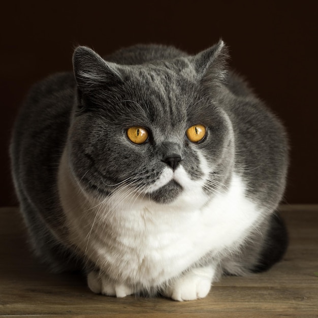 猫のクローズアップ