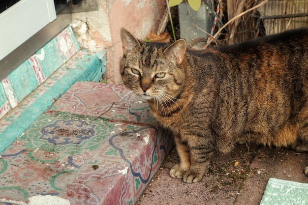 Close-up of cat