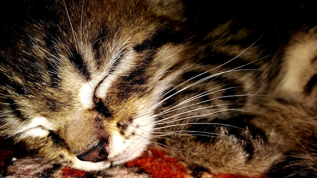 Photo close-up of cat