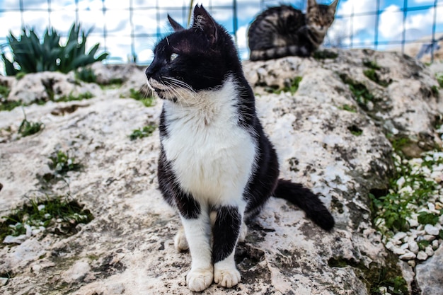 Photo close-up of cat