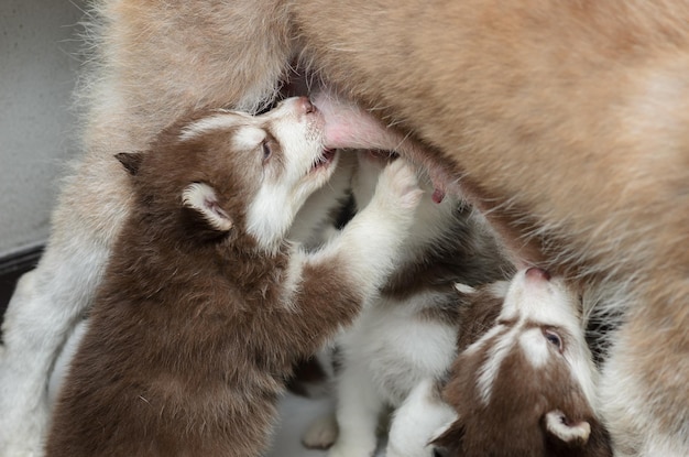 Foto prossimo piano del gatto