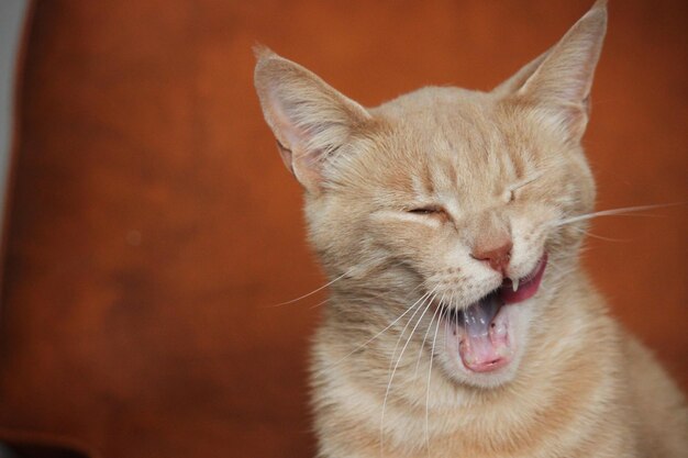 Photo close-up of a cat