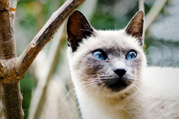 Foto prossimo piano del gatto