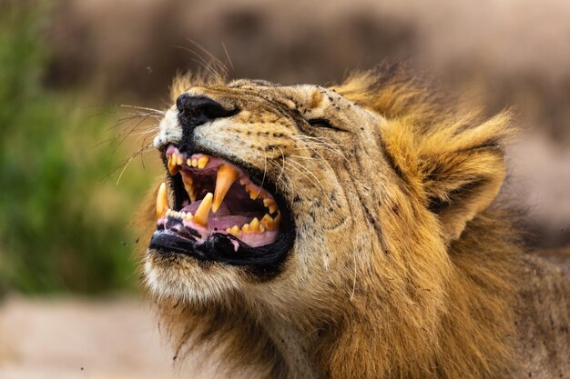 Photo close-up of a cat