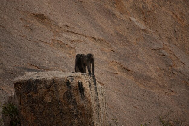 Foto prossimo piano del gatto