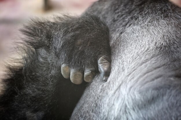 Photo close-up of cat