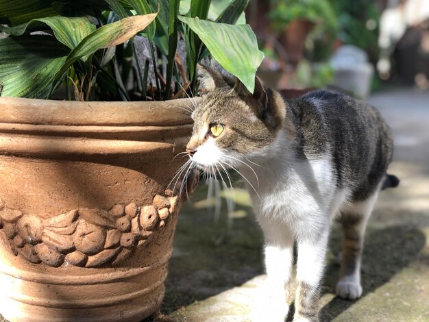 Foto prossimo piano di un gatto