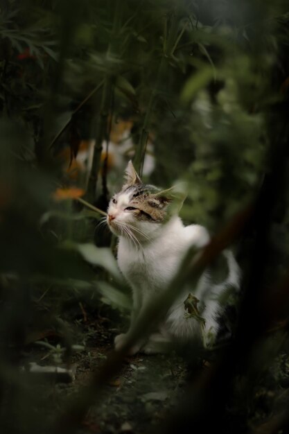 Foto prossimo piano del gatto