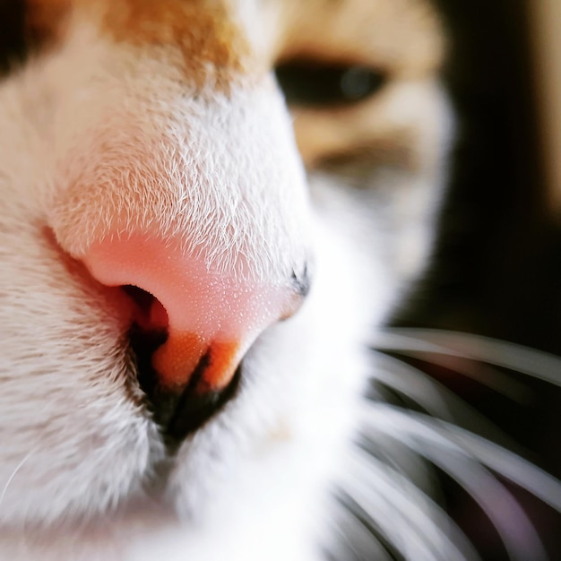 Photo close-up of cat