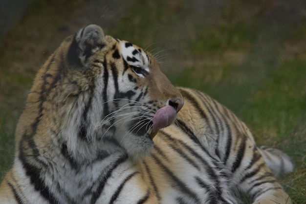 Photo close-up of a cat