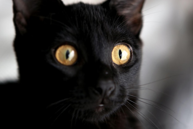 猫のクローズアップ