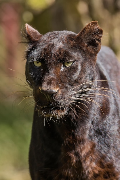 Close-up of cat