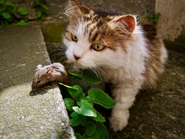 Close-up of a cat