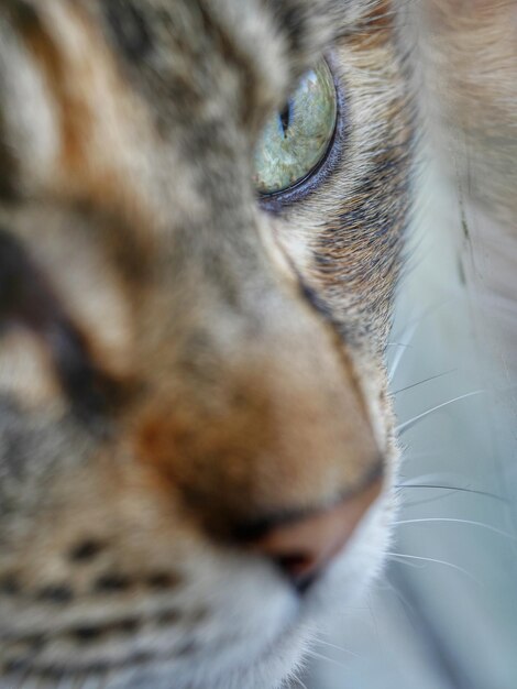 Close-up of cat