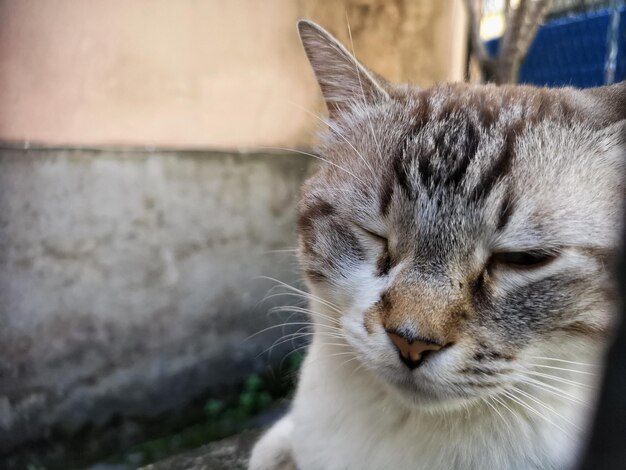 Close-up of a cat