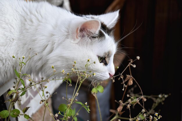 Foto prossimo piano di un gatto