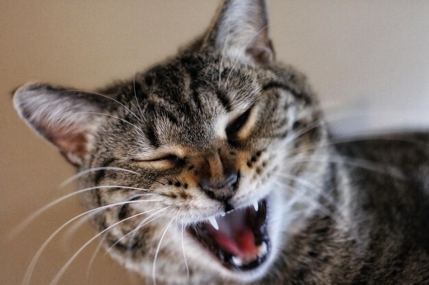 Photo close-up of a cat