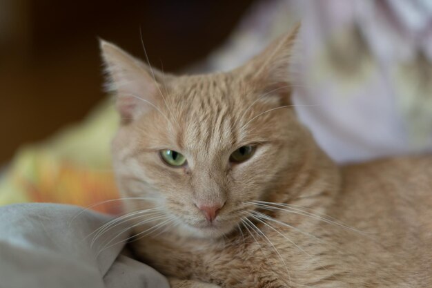 Близкий план кошки