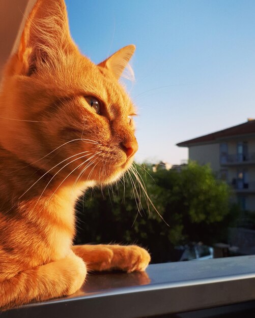 Photo close-up of a cat