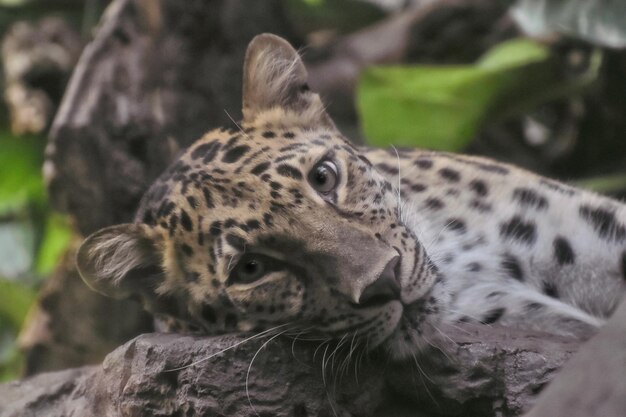 Photo close-up of a cat