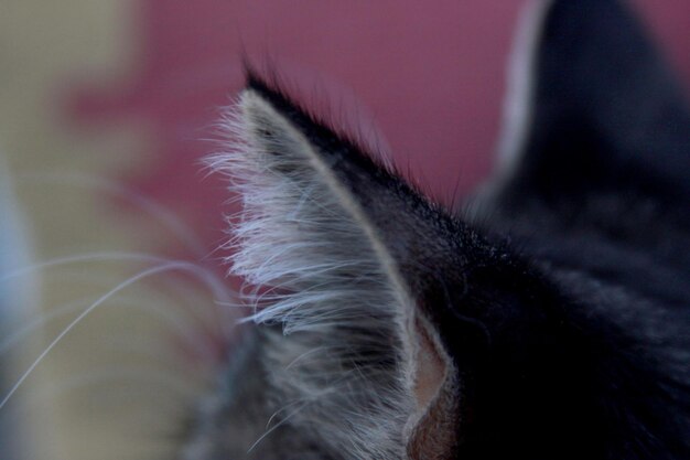 Close-up of cat