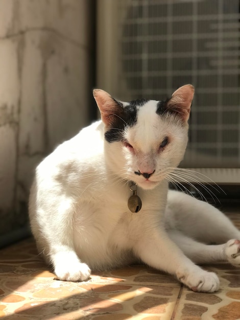 Foto prossimo piano del gatto