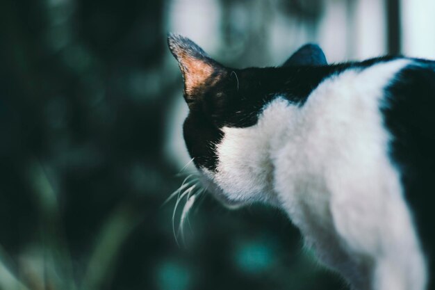 Close-up of a cat