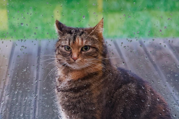 Photo close-up of cat