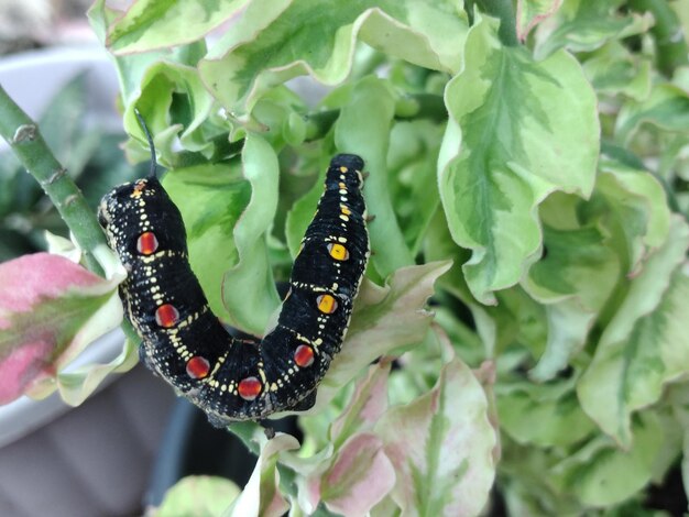 Close-up of caterpilar on leaves