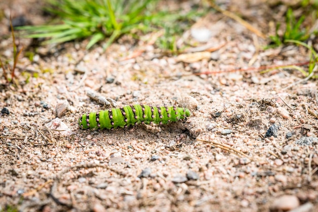 Photo close-up of caterpillar on a field