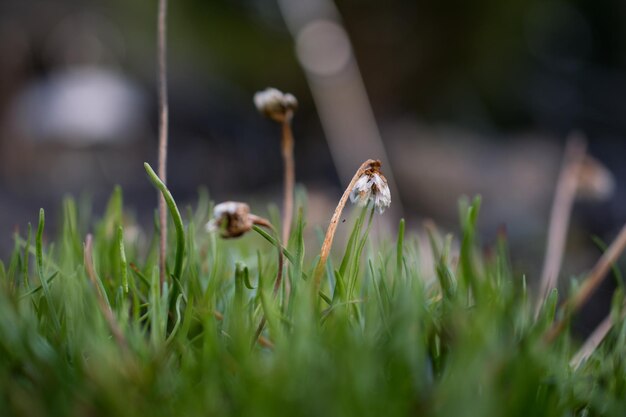 Photo close-up of caterpillar on grass