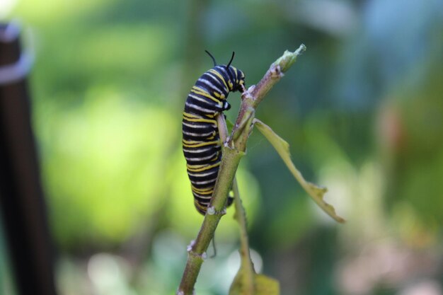 Close-up of caterpillar on leaf