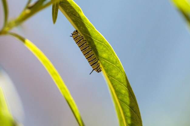 Close-up of caterpillar on leaf