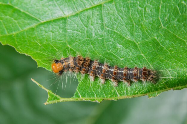 Close-up of caterpillar on leaf