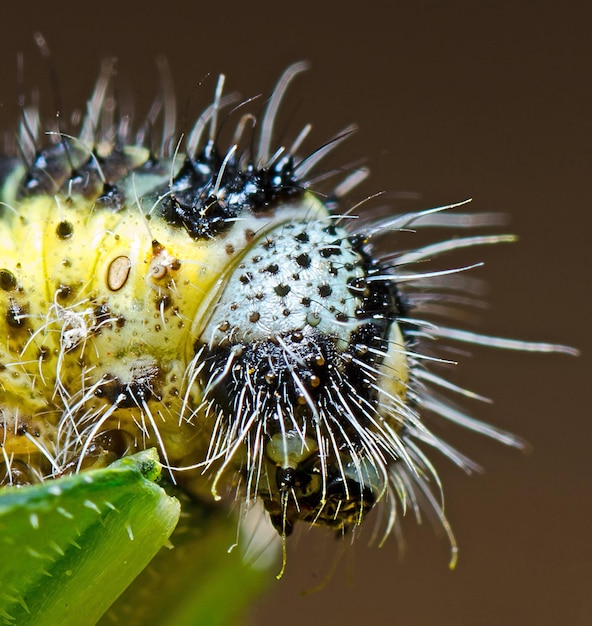 Photo close-up of caterpillar on leaf