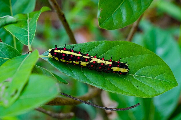 Close-up of caterpillar on leaf