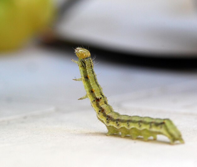 Photo close-up of caterpillar on leaf