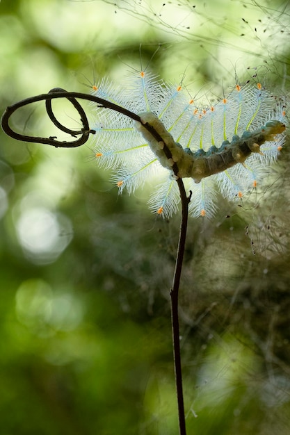 Close up caterpillar Mango Baron Euthalia aconthea garuda on the branch