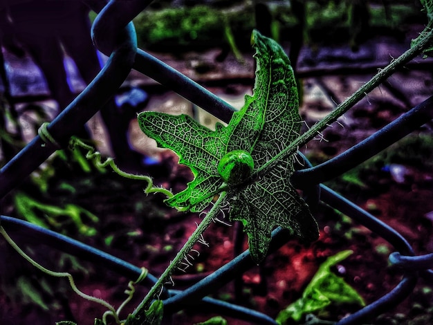 Close-up of caterpillar on metal