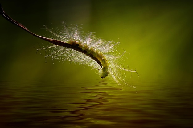 Foto prossimo piano di un bruco su una pianta sopra il lago