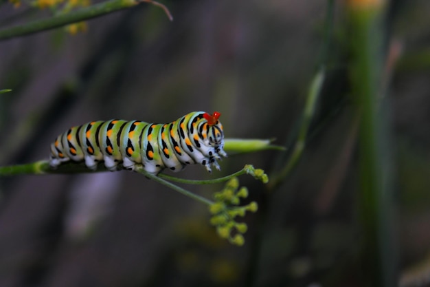 Photo close-up of caterpillar on plant stem