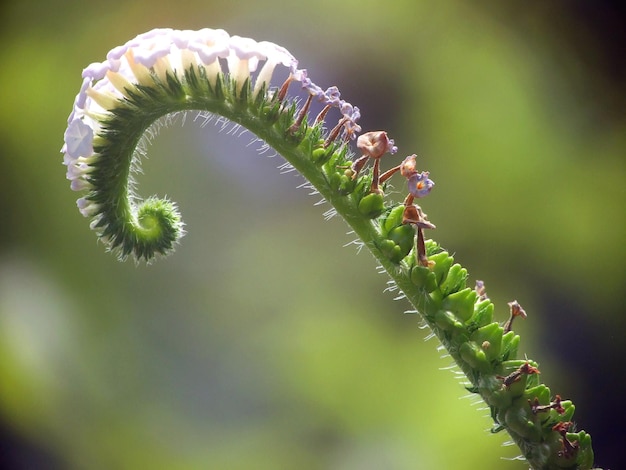 Foto prossimo piano del bruco sulla pianta